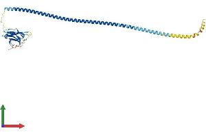 AlphaFold protein structure predicition of Mouse Recombinant Calcoco2 Protein, UniprotID A2A6M5