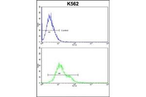 Flow cytometric analysis of k562 cells using PLCB2 Antibody (N-term) Cat. (Phospholipase C beta 2 antibody  (N-Term))