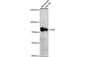 Western blot analysis of extracts of various cell lines, using SIX5 antibody (ABIN7267777) at 1000 dilution.