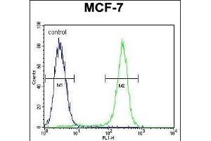 C1QL4 Antibody (N-term) (ABIN655459 and ABIN2844988) flow cytometric analysis of MCF-7 cells (right histogram) compared to a negative control cell (left histogram). (C1QL4 antibody  (N-Term))
