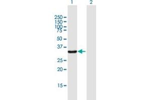 Western Blot analysis of KYNU expression in transfected 293T cell line by KYNU MaxPab polyclonal antibody. (KYNU antibody  (AA 1-307))