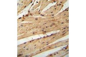 Immunohistochemistry analysis in mouse heart tissue (Formalin-fixed, Paraffin-embedded) using LARP6  Antibody (N-term),  followed by peroxidase conjugation of the secondary antibody and DAB staining. (LARP6 antibody  (N-Term))