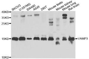 Western blot analysis of extracts of various cell lines, using VAMP3 antibody. (VAMP3 antibody  (AA 1-80))