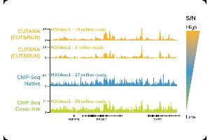 Cleavage Under Targets and Release Using Nuclease (CUT&RUN) image for CUTANA™ pAG-MNase for ChIC/CUT&RUN Assays (ABIN6950951)