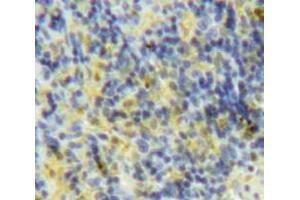 IHC-P analysis of Spleen tissue, with DAB staining. (XCL1 antibody  (AA 26-111))