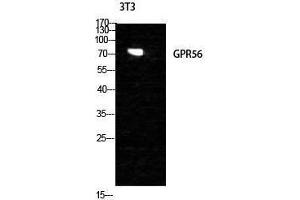 Western Blotting (WB) image for anti-G Protein-Coupled Receptor 56 (GPR56) (Internal Region) antibody (ABIN3184905) (GPR56 antibody  (Internal Region))