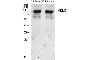 Western Blot analysis of various cells using MDM2 Polyclonal Antibody diluted at 1:2000. (MDM2 antibody)