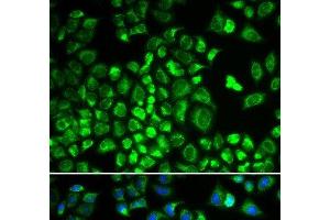 Immunofluorescence analysis of A549 cells using HAX1 Polyclonal Antibody (HAX1 antibody)