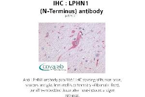 Image no. 1 for anti-Latrophilin 1 (LPHN1) (Extracellular Domain), (N-Term) antibody (ABIN1736536) (Latrophilin 1 antibody  (Extracellular Domain, N-Term))