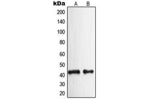 Western blot analysis of NPY2R expression in HeLa (A), rat brain (B) whole cell lysates.