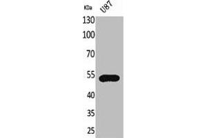 Western Blot analysis of U87 cells using Fractalkine Receptor Polyclonal Antibody