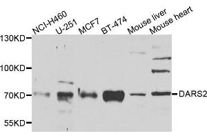Western blot analysis of extracts of various cells, using DARS2 antibody. (DARS2 antibody)