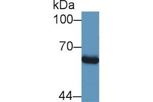 Western Blot; Sample: Human HepG2 cell lysate; Primary Ab: 1µg/ml Rabbit Anti-Bovine Smad1 Antibody Second Ab: 0.