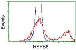 HEK293T cells transfected with either RC201040 overexpress plasmid (Red) or empty vector control plasmid (Blue) were immunostained by anti-HSPB8 antibody (ABIN2453824), and then analyzed by flow cytometry. (HSPB8 antibody)