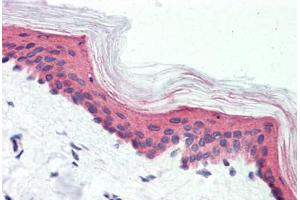 Anti-GPR126 antibody  ABIN1048708 IHC staining of human skin. (G Protein-Coupled Receptor 126 antibody  (N-Term))