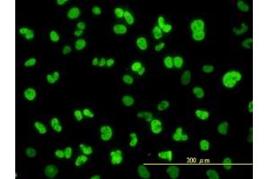 Image no. 4 for anti-Nuclear Factor I/C (CCAAT-Binding Transcription Factor) (NFIC) (AA 1-429) antibody (ABIN598836) (NFIC antibody  (AA 1-429))