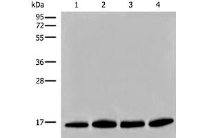 Western blot analysis of Human prostate tissue PC-3 A549 and TM4 cell lysates using HIST1H2BA Polyclonal Antibody at dilution of 1:500