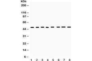 IHC-P: CD95 antibody testing of rat spleen tissue lysate (FAS antibody  (N-Term))