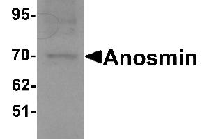 Western blot analysis of Anosmin in MCF7 cell lysate with Anosmin antibody at 1 µg/mL. (Anosmin antibody  (Middle Region))