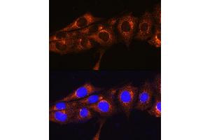 Immunofluorescence analysis of NIH/3T3 cells using FREM2 Rabbit pAb (ABIN7267260) at dilution of 1:100. (FREM2 antibody  (AA 47-300))