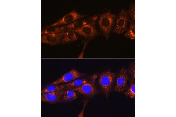 FREM2 antibody  (AA 47-300)
