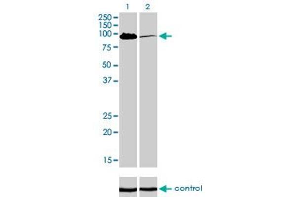 MCC antibody  (AA 31-130)