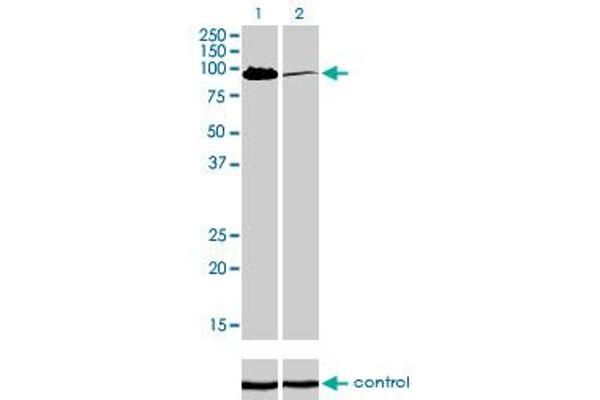 MCC antibody  (AA 31-130)