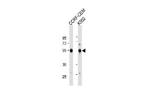 All lanes : Anti-GALR1 Antibody (Center) at 1:1000 dilution Lane 1: CCRF-CEM whole cell lysate Lane 2: K562 whole cell lysate Lysates/proteins at 20 μg per lane.