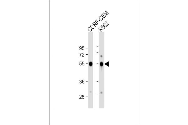 Galanin Receptor 1 Antikörper  (AA 174-200)