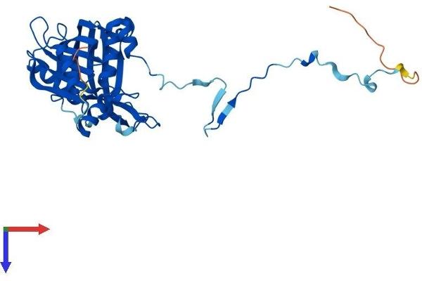 RPF2 Protein (AA 1-306) (His tag)