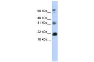 Image no. 1 for anti-BUD31 Homolog (BUD31) (N-Term) antibody (ABIN6740544) (BUD31 antibody  (N-Term))