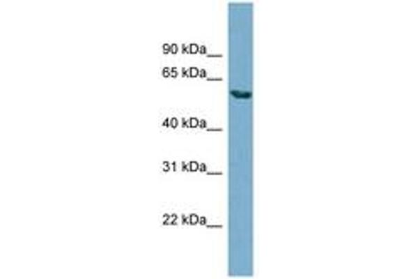 HHAT antibody  (N-Term)