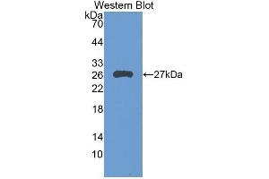 Western Blotting (WB) image for anti-Leukocyte Immunoglobulin-Like Receptor B3 (LILRB3) (AA 217-407) antibody (ABIN1859664) (LILRB3 antibody  (AA 217-407))