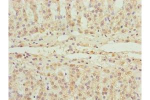 Immunohistochemistry of paraffin-embedded human adrenal gland tissue using ABIN7152521 at dilution of 1:100 (FAD Synthetase antibody  (AA 1-490))