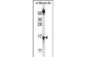 Western blot analysis in mouse Neuro-2a cell line lysates (35ug/lane). (PRLH antibody  (AA 27-56))