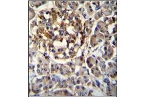Immunohistochemistry analysis in Formalin Fixed, Paraffin Embedded Human pancreas tissue stained with SEC14L5 antibody (Center) followed by peroxidase conjugation of the secondary antibody and DAB staining. (SEC14L5 antibody  (Middle Region))