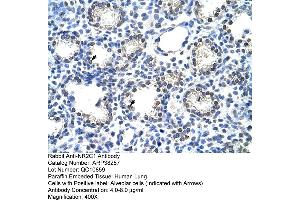 Human Lung (NR2C1 antibody  (C-Term))
