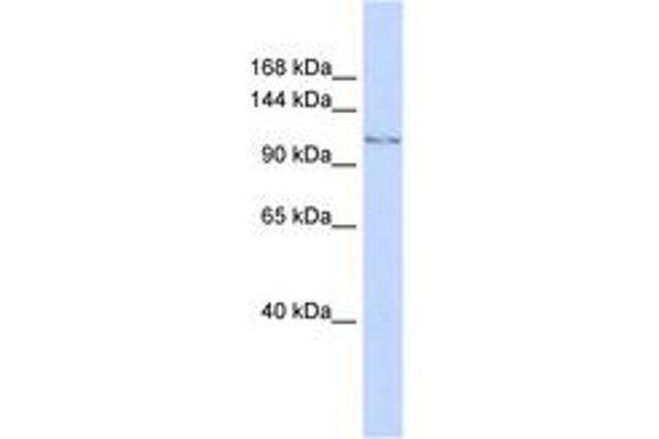 JHDM1D antibody  (AA 288-337)