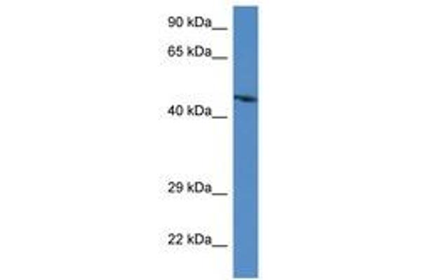 ABRA antibody  (AA 284-333)