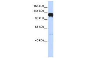Image no. 1 for anti-EPH Receptor A5 (EPHA5) (AA 792-841) antibody (ABIN6741451) (EPH Receptor A5 antibody  (AA 792-841))