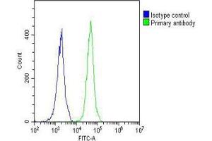 Overlay histogram showing Jurkat cells stained with Antibody (green line). (NETO2 antibody  (N-Term))