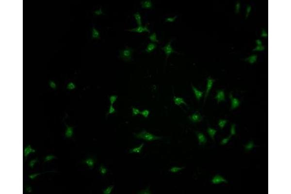 FBXO36 antibody  (AA 1-188)