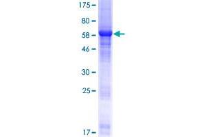 LRRC23 Protein (AA 1-343) (GST tag)