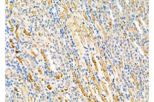 ABIN6264562 and ABIN6279729 at 1/100 staining Rat kidney tissue by IHC-P.
