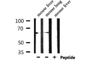 Western blot analysis of extracts from mouse liver,mouse lung, using LINGO2 Antibody. (LINGO2 antibody  (Internal Region))