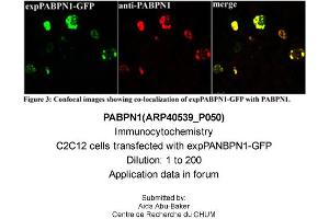 Immunocytochemistry -- Sample Type: C2C12 cells transfected with expPANBPN1-GFPDilution: 1:200 (PABPN1 antibody  (N-Term))