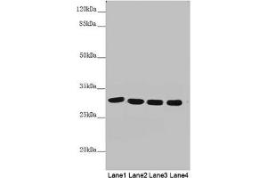 Western blot All lanes: MTX2 antibody at 4. (MTX2 antibody  (AA 1-263))