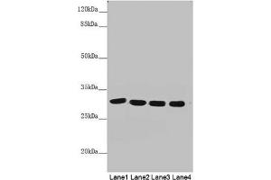 MTX2 antibody  (AA 1-263)