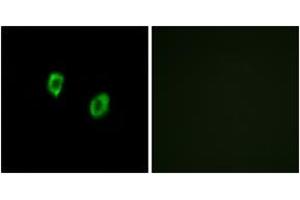 Immunofluorescence analysis of COS7 cells, using OR51F1 Antibody. (OR51F1 antibody  (AA 269-318))