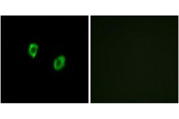 OR51F1 antibody  (AA 269-318)